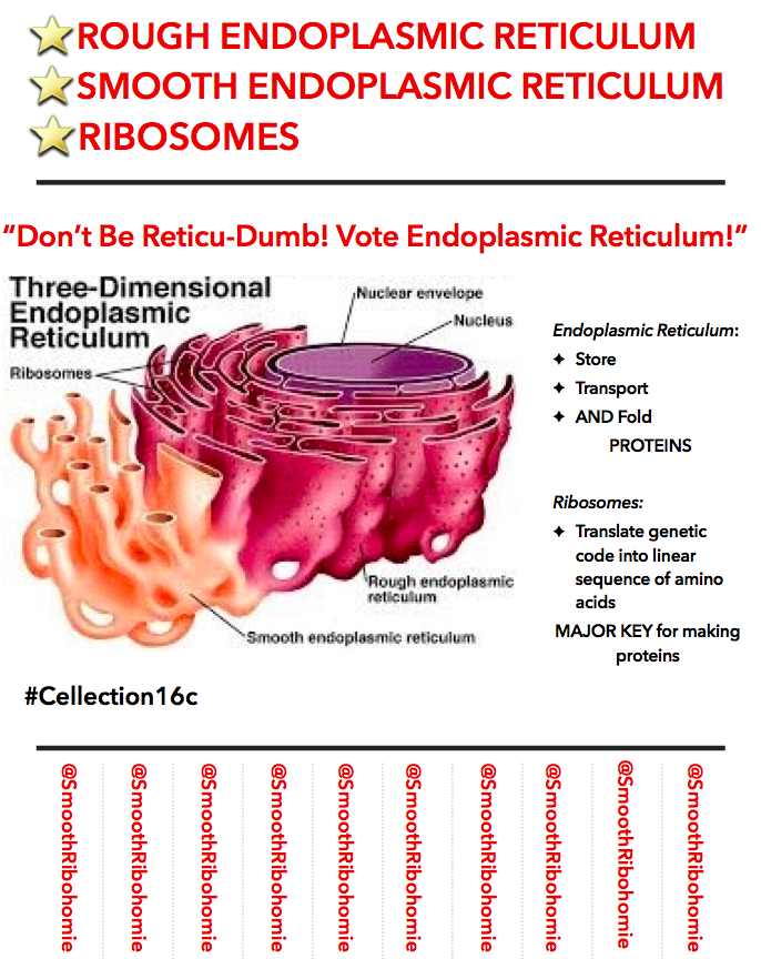 What Are Rough And Smooth Endoplasmic Reticulum / Endoplasmic Reticulum