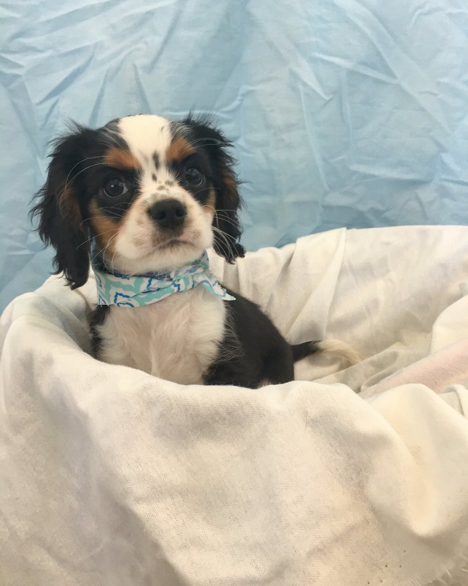 All About Puppies Tampa Burglars Swipe 12 Puppies From Largo Store