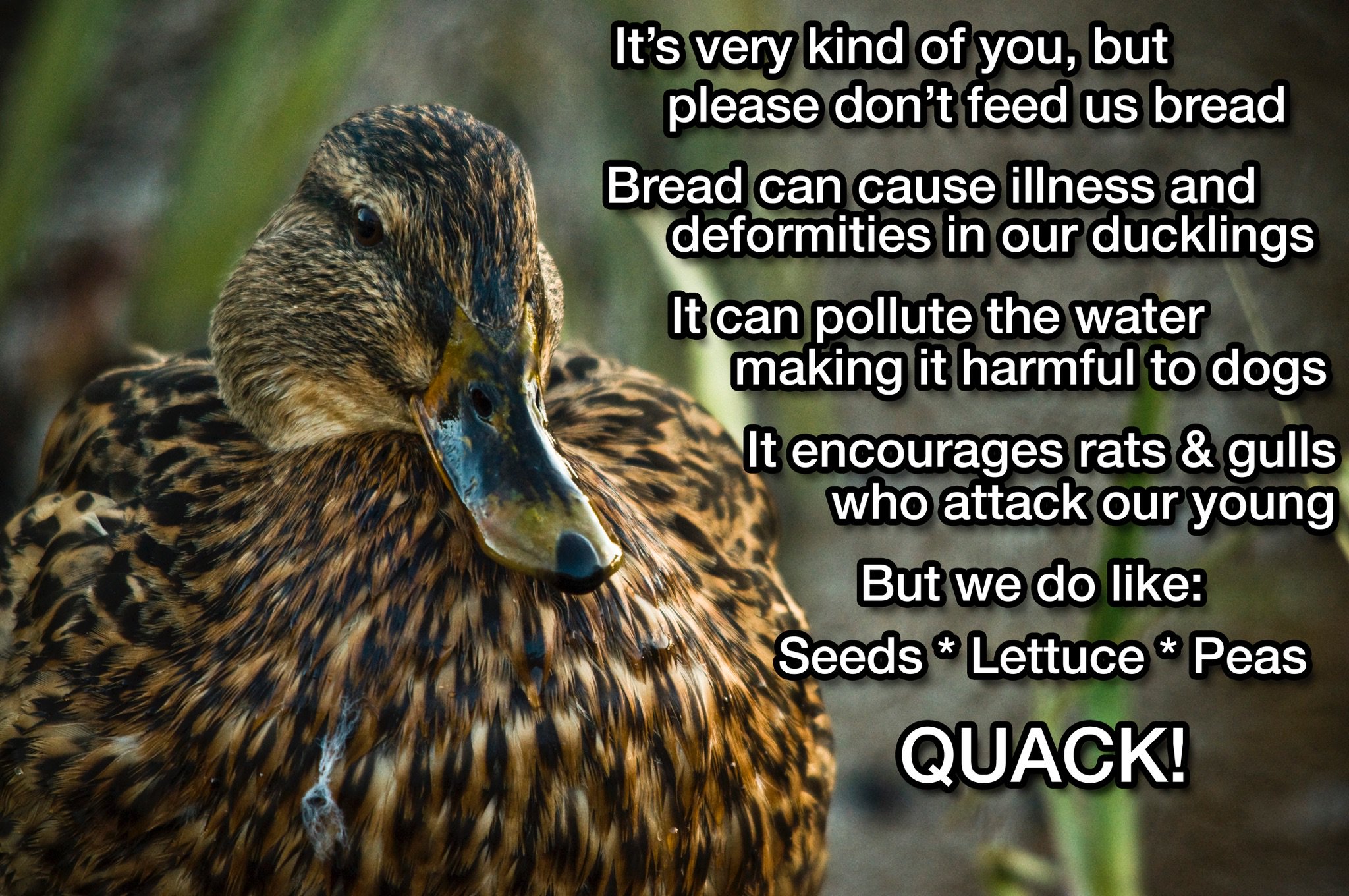 Figgate Park on Twitter "Please don’t feed the ducks