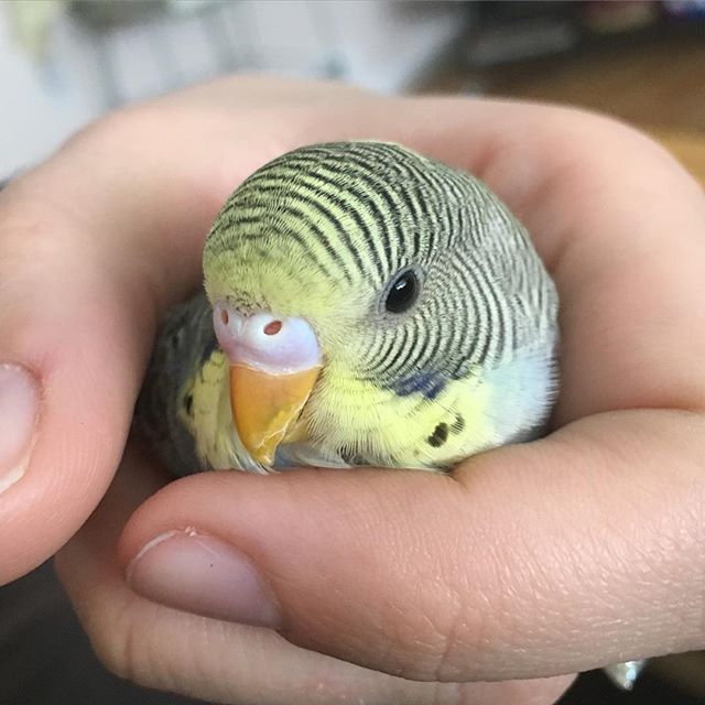 Pet Smart Birds The W Guide