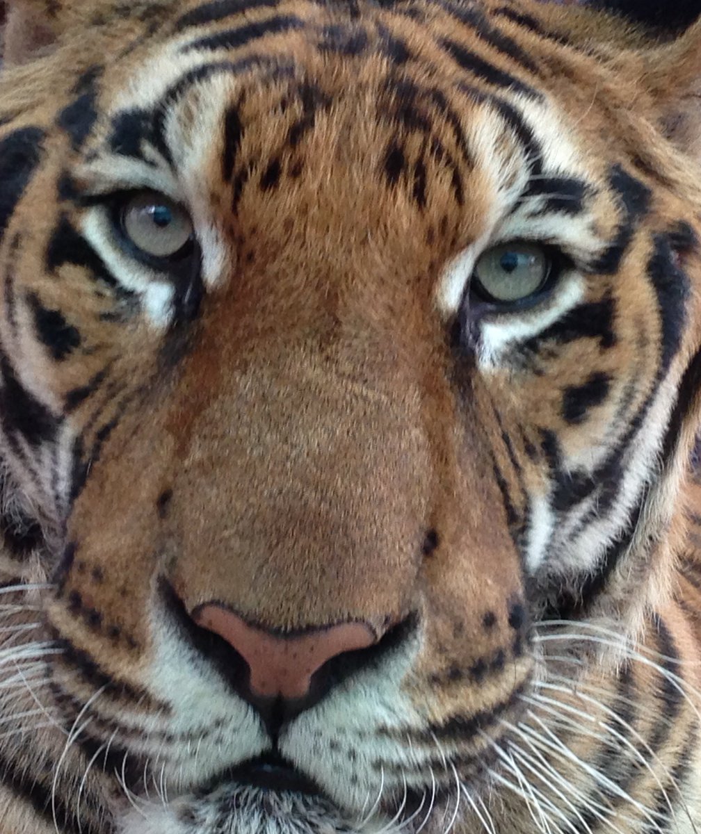 Hoover The Tiger Big Cat Rescue
