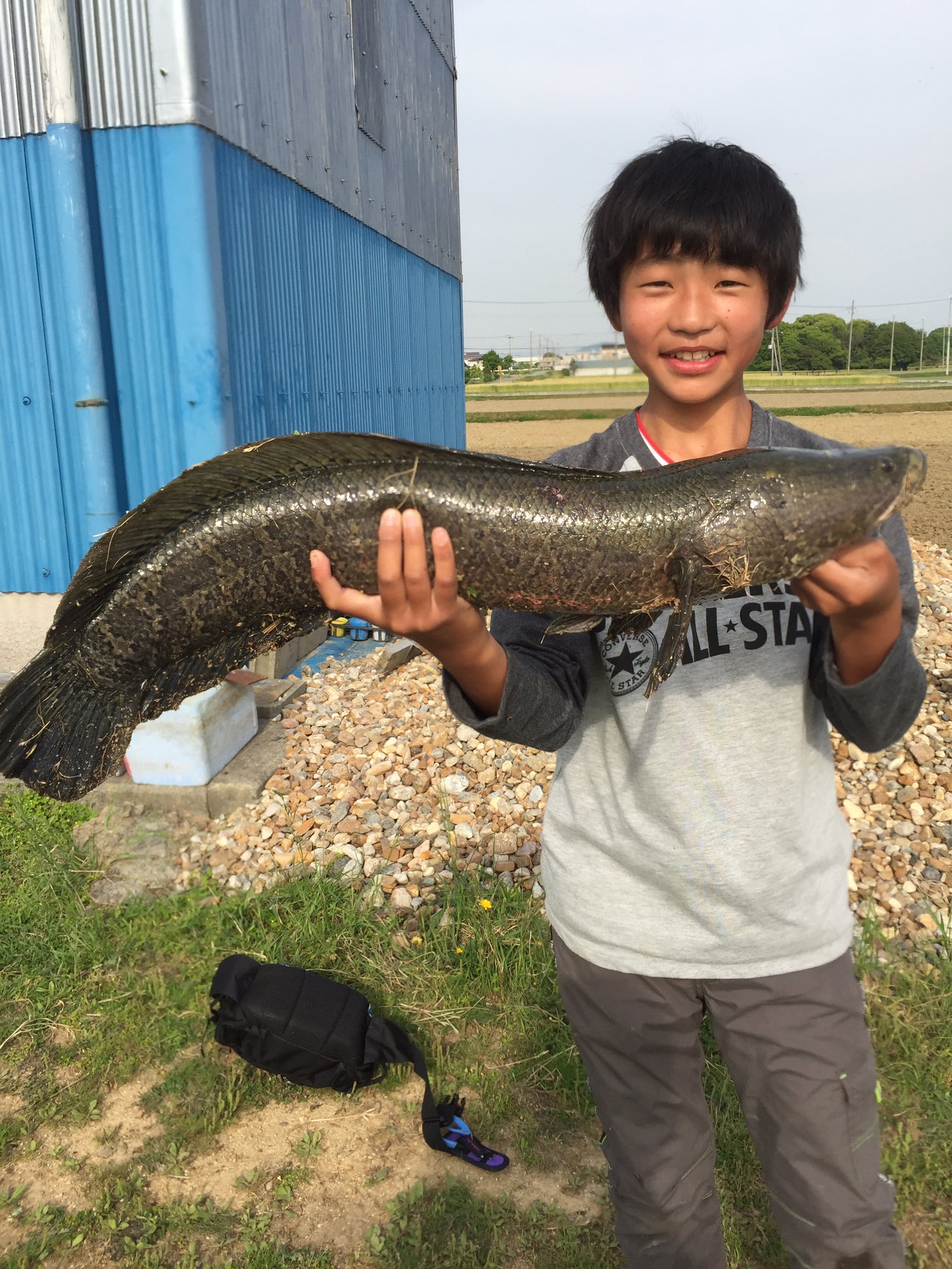 kn4696 on Twitter "息子と2人で、魚釣り。 鯉・雷魚。 通常、雷魚釣りはウィードの中での釣りが主流だが、オープンウォーター
