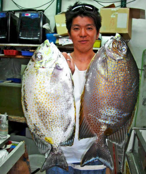 75+沖縄 尾長 グレ すべての魚の画像