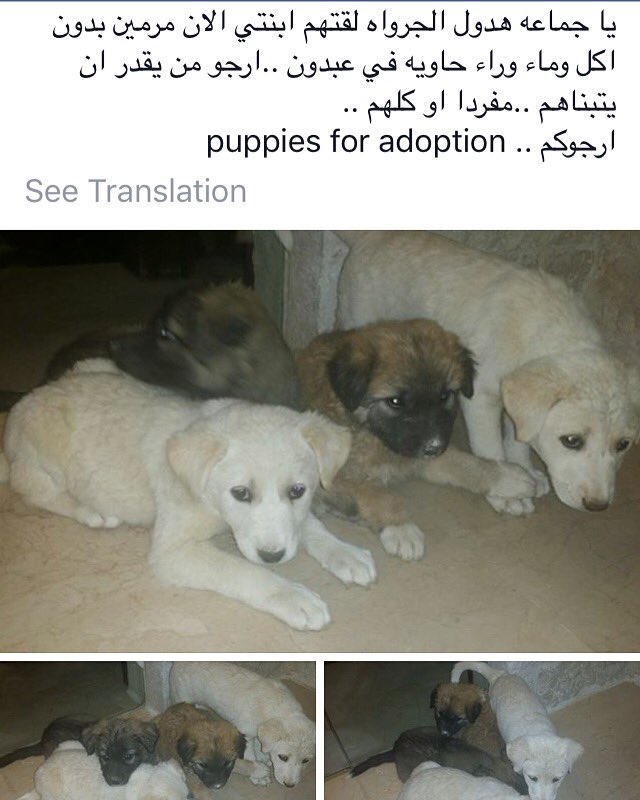 Dogs For Adoption In Amman The Y Guide