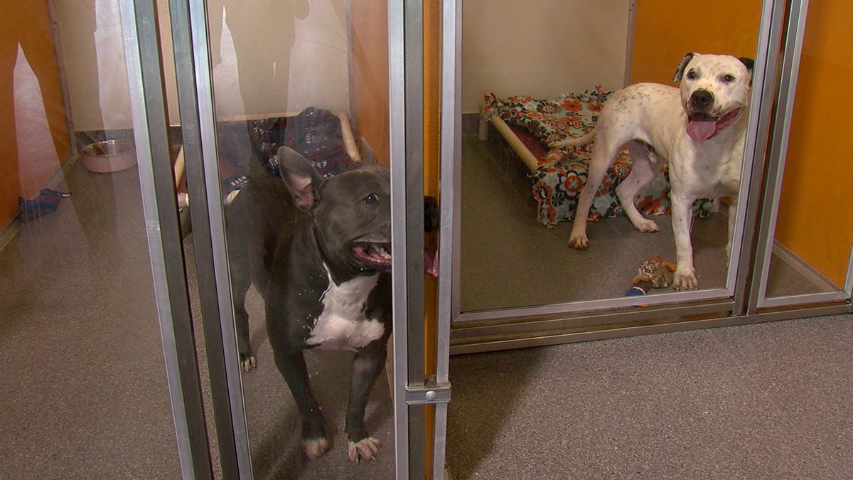 Best Friends Utah (BFAS_UT) Twitter