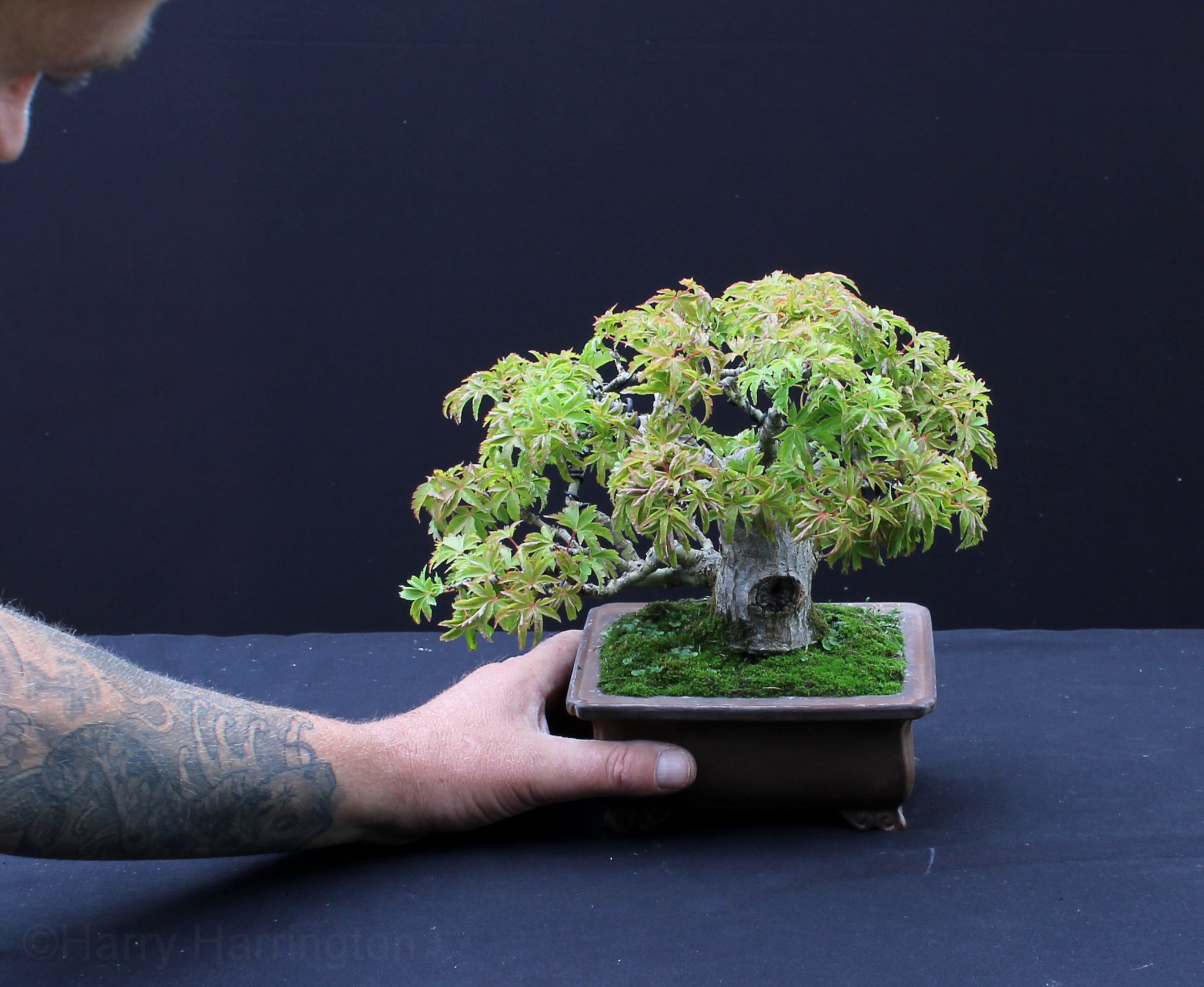 Amazon.ca:Customer reviews: Harry Harrington's Bonsai.