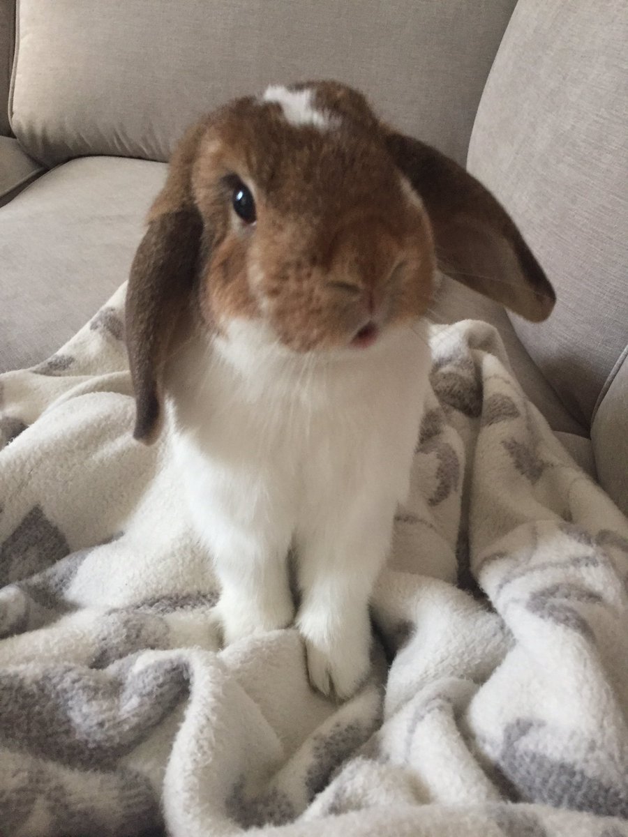 House Rabbit Society (Houserabbit) Twitter