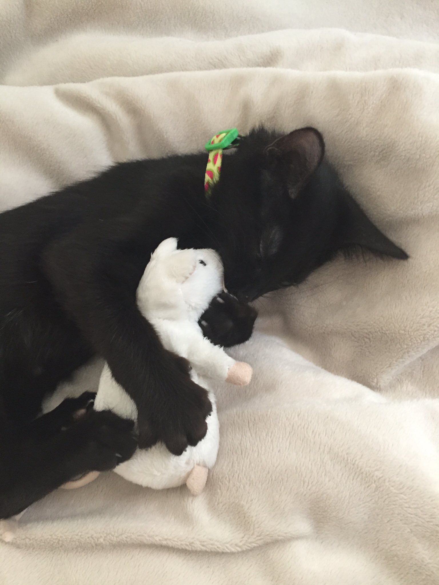 Elizabeth Morris on Twitter "Dr.Amanda DavisVCA Hualapai is hands