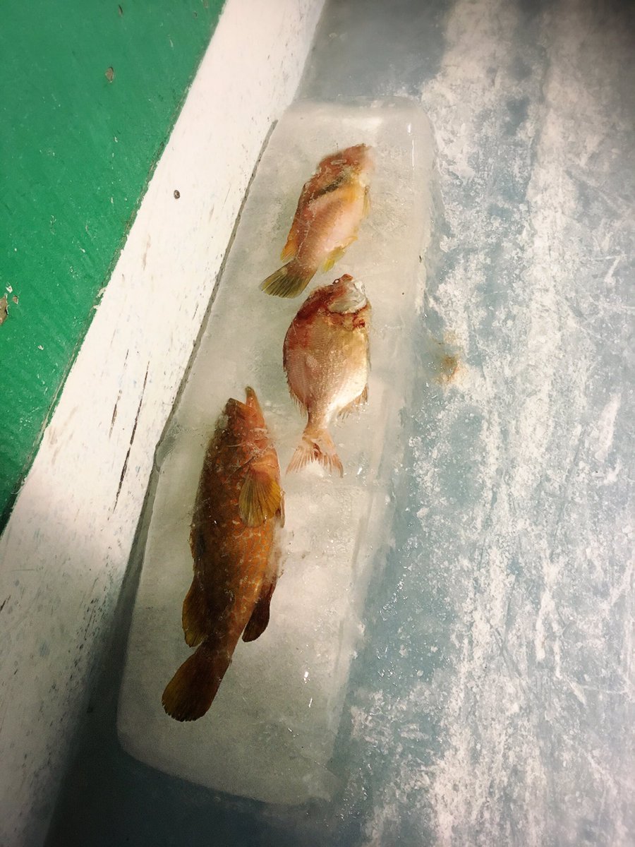 画像 【狂気の沙汰】スペースワールド「氷の水族館」氷漬けの魚の上を滑るスケートリンクが酷すぎると批判殺到 NAVER まとめ