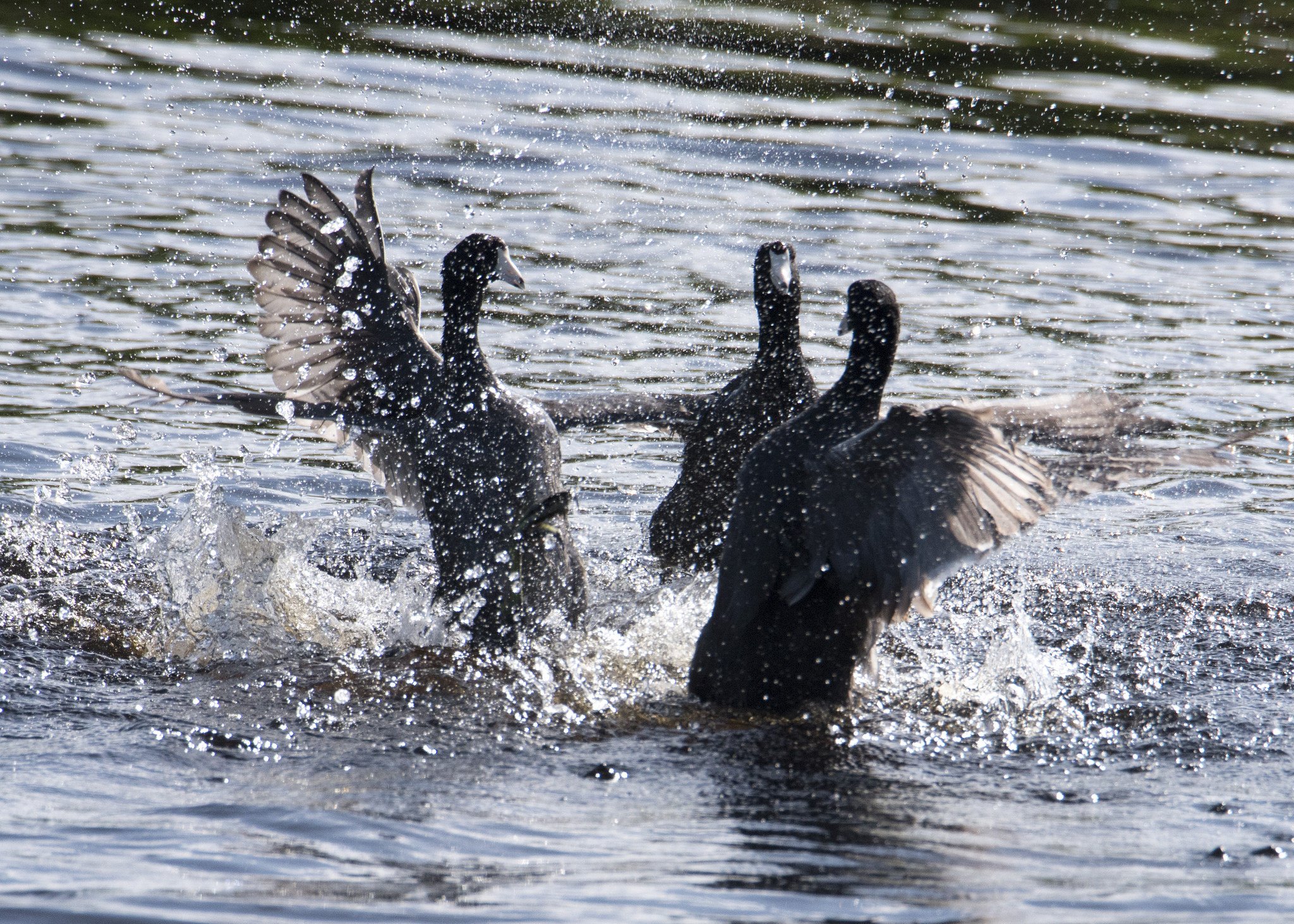 US Fish and Wildlife on Twitter "The fight is on between these coots