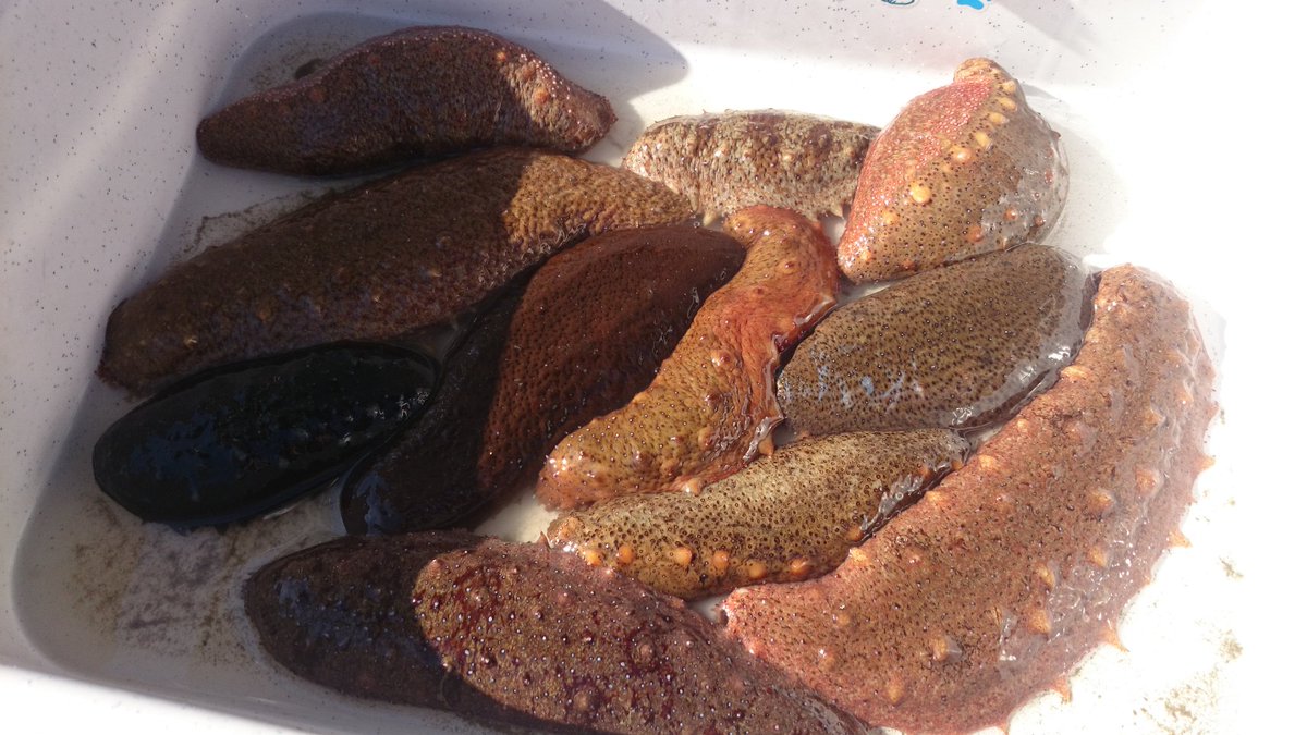 なまこ釣り hashtag on Twitter