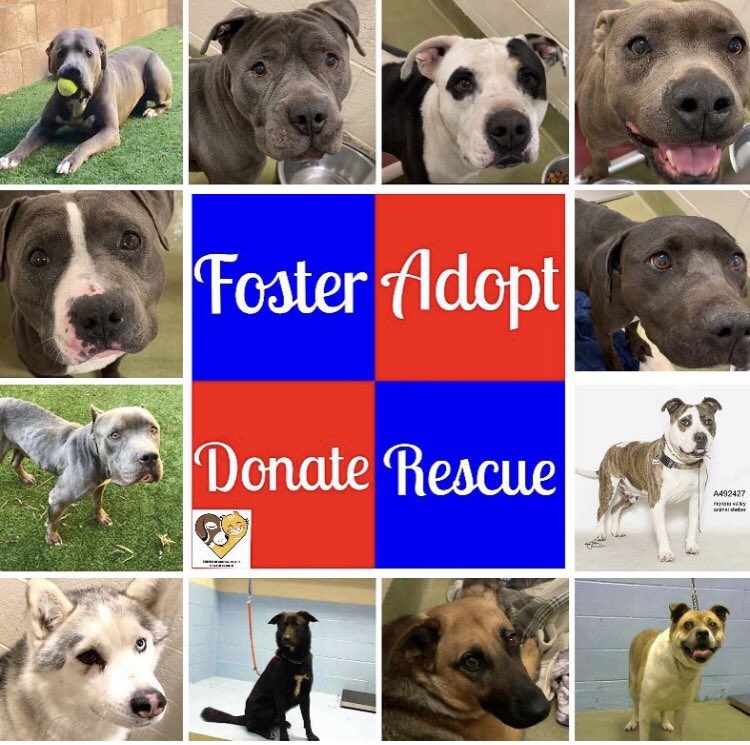 Moreno Valley Animal Shelter Hours petfinder