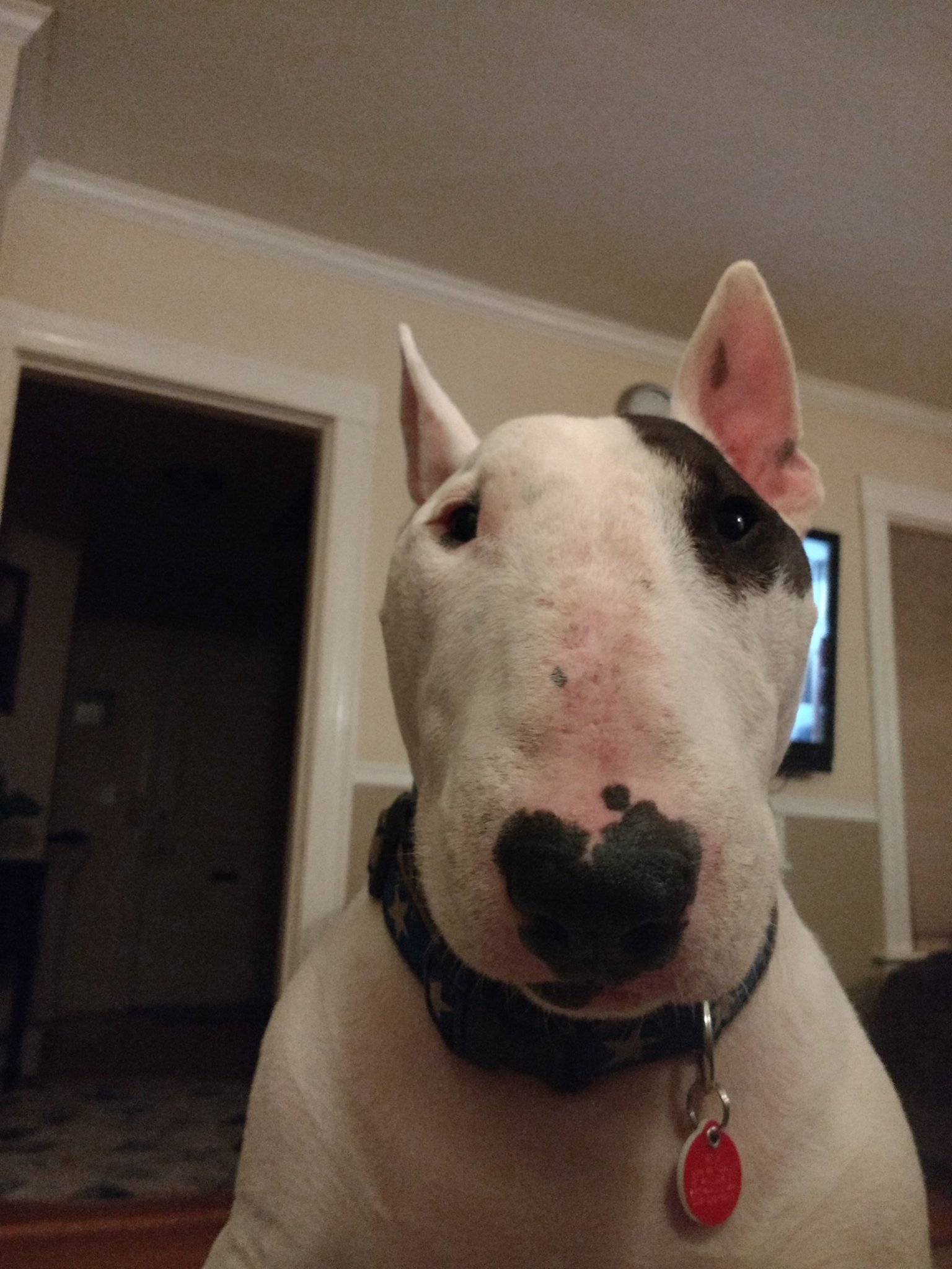 ExuallyTrans Miniature Bull Terrier Ugly