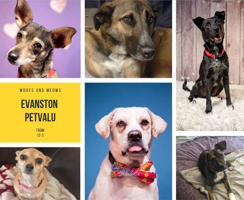 Dog Adoption Event Calgary