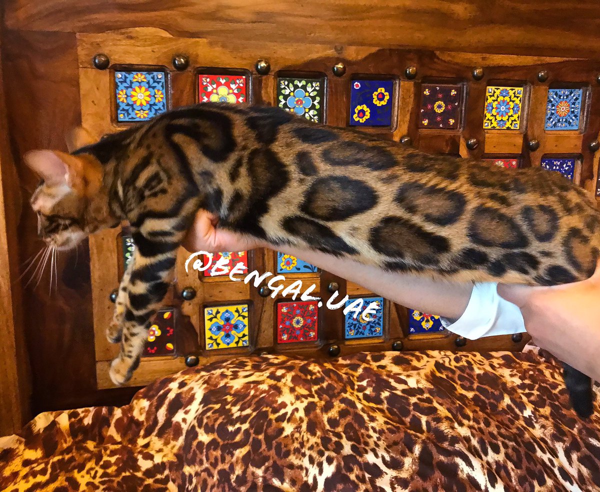 Bengal Cat Uae
