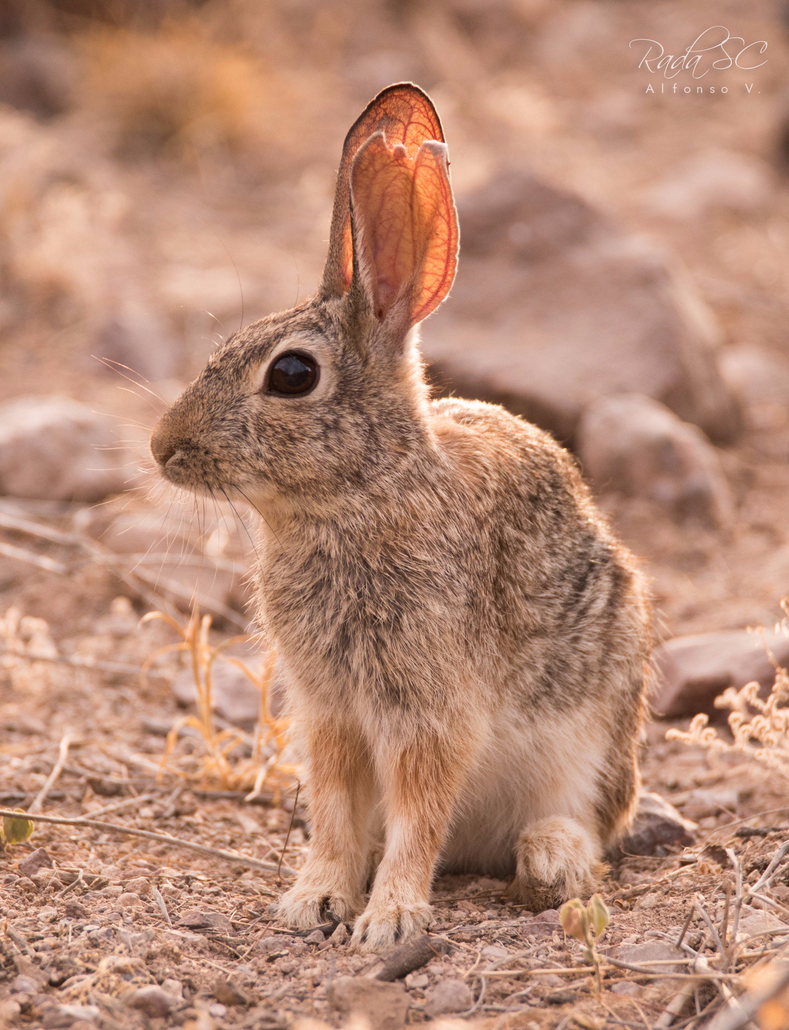 Rada SC on Twitter "Dos de los Lagomorfos mas comunes en Sonora son el
