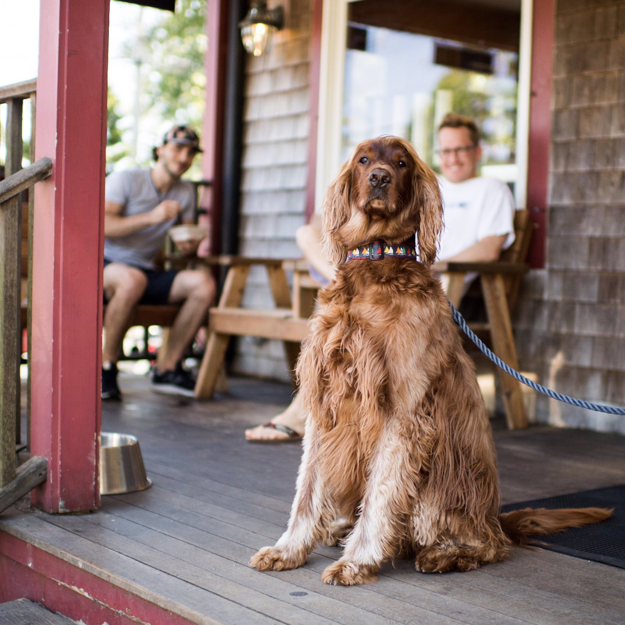 The Dogist On Twitter: "Rohan, Irish Setter(8),Chatham,Ma • "I've Seen Him Eat A 3-Lb. Steak Off The Table. If He Had A Tattoo On His Butt It Would Say 'Worth It.'" Https://T.co/Jlx3E0Hb5H" / 2048_x_2048_jpg