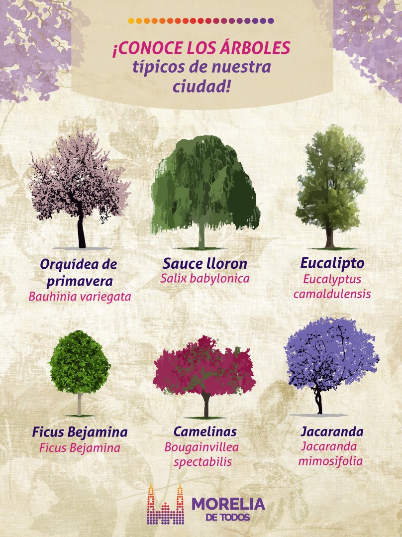 Details 48 árboles de michoacán Abzlocal.mx