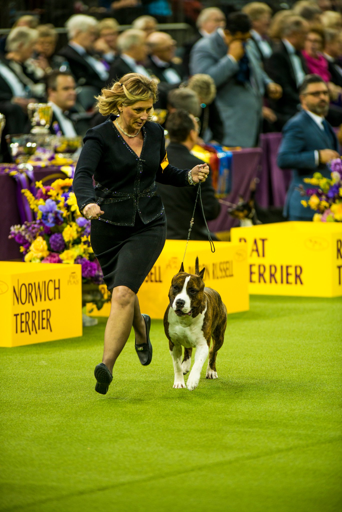 Westminster Dog Show on Twitter "Do you remember Louie from the 