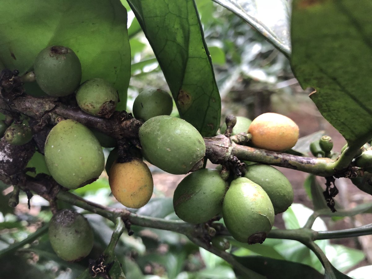 Ahmad Maslan on Twitter "Buah nona & kopi di Pt Archong Benut 