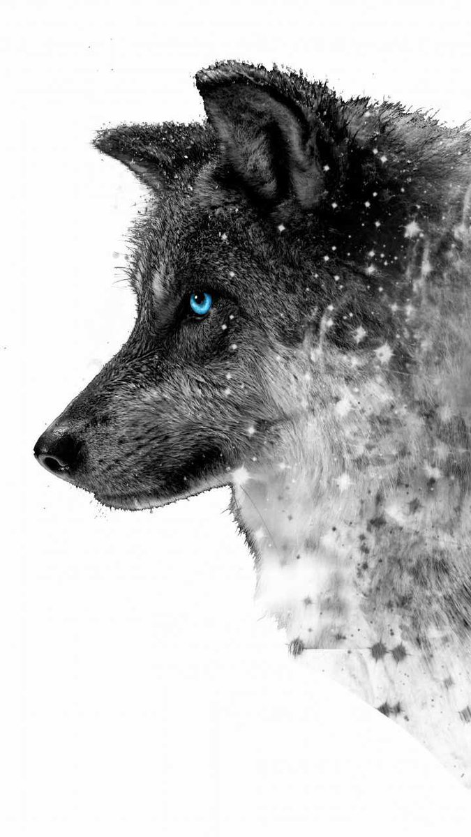 Black Wolf With Blue Eyes Wallpaper