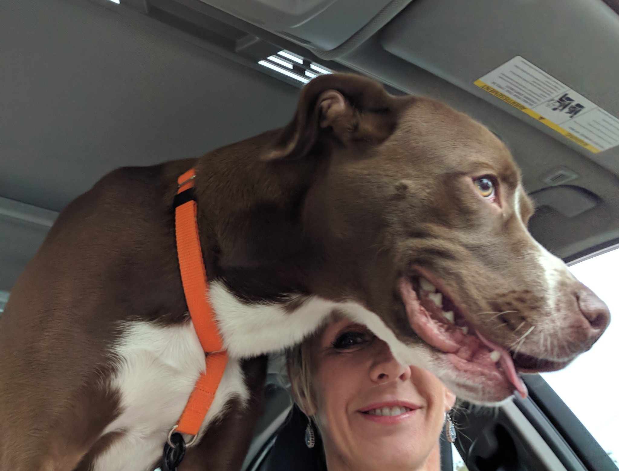 Lea Elise Haverstock on Twitter "Leo Tampa, FL take your rescue dogs
