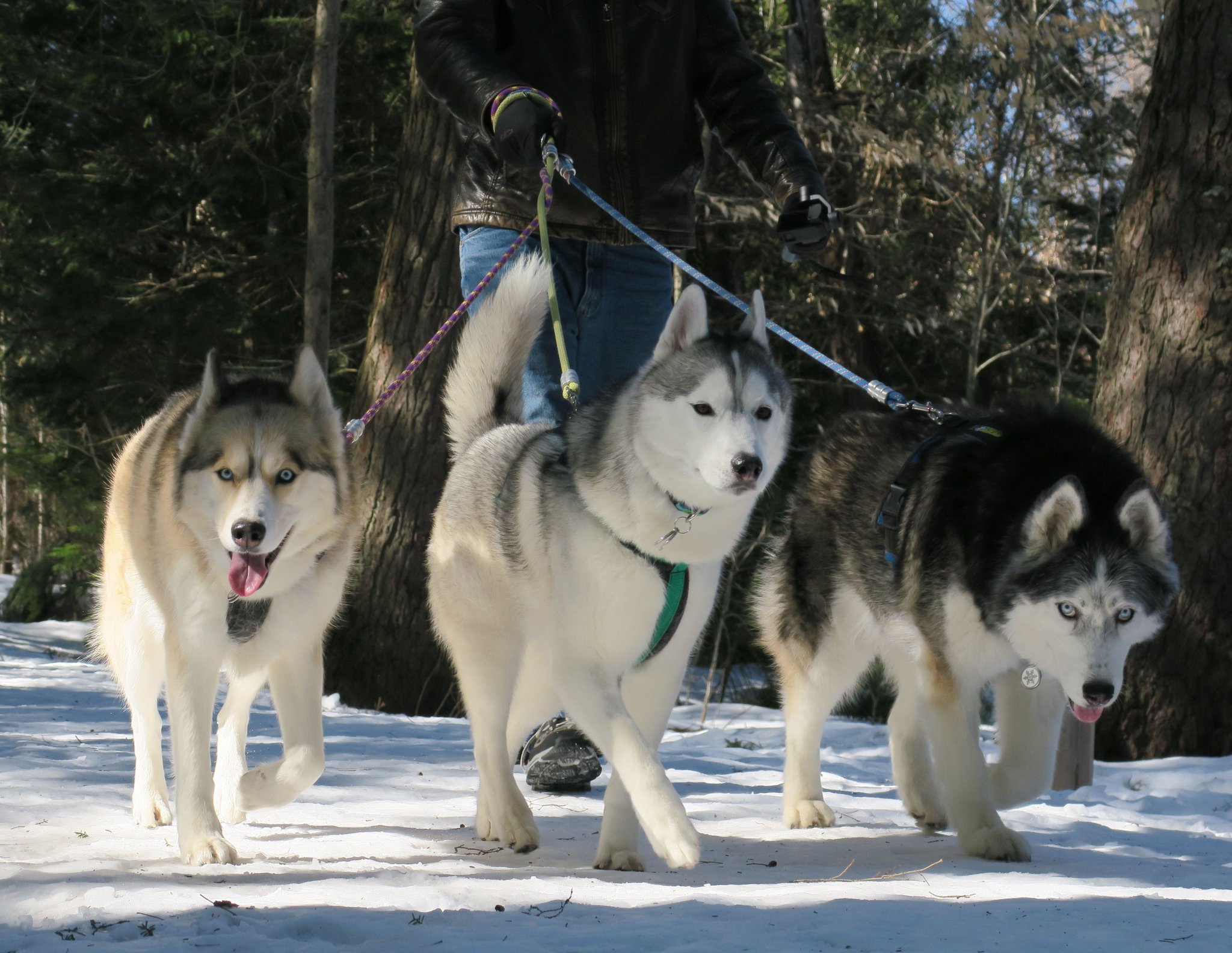Snow Dogs Vlogs on Twitter "To help us sell out of our 2018 Calendars