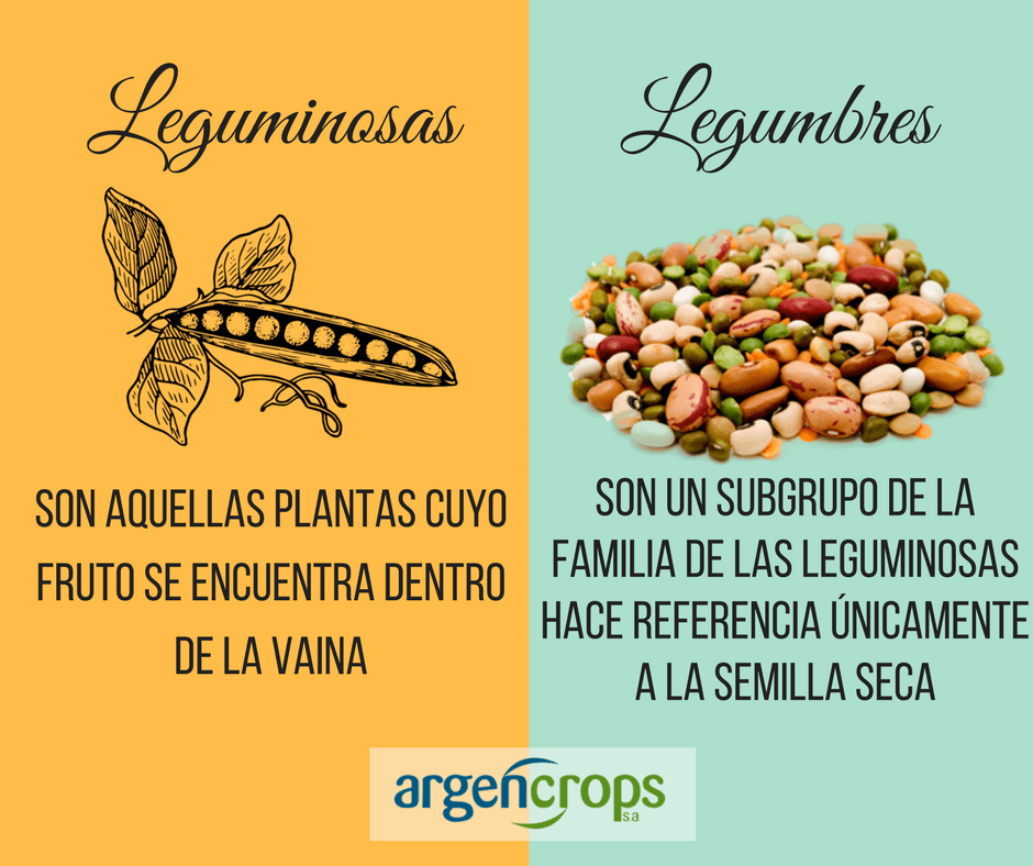 Argencrops S.A. on Twitter "Diferencia entre leguminosas y legumbres