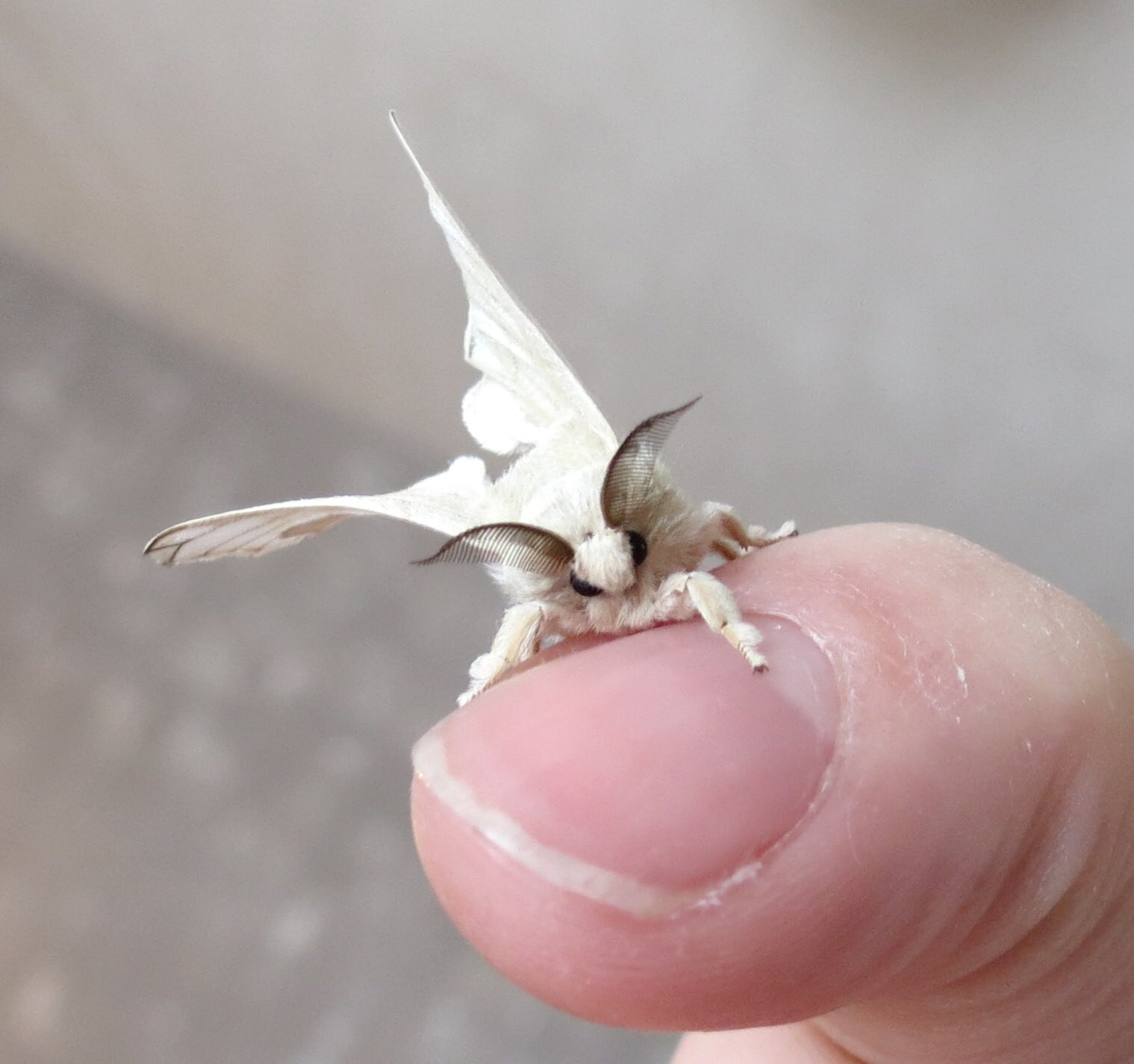 Kisser of Cryptids on Twitter "Ok but look how cute these moths are