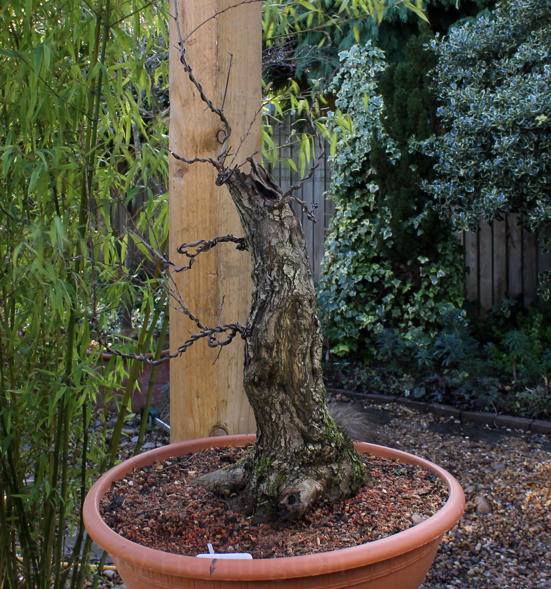 Bonsai Inspirations Harry Harrington Bonsai Nut