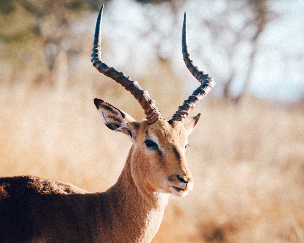 【2019年の最高】 インパラ 動物 画像 HDの壁紙画像