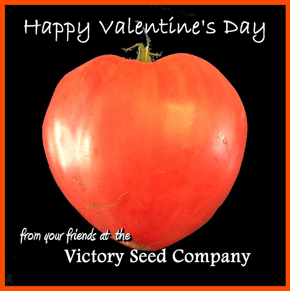 Victory Seed Company (VictorySeeds) Twitter