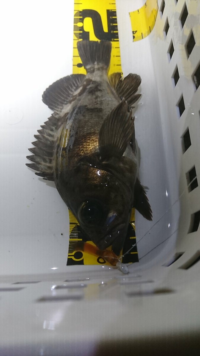 フレッシュ ひもq 釣り