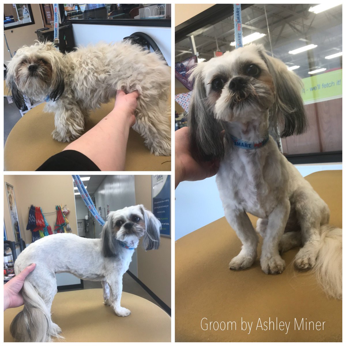 Oswego Petsmart 2521 (OswegoPetsmart) Twitter