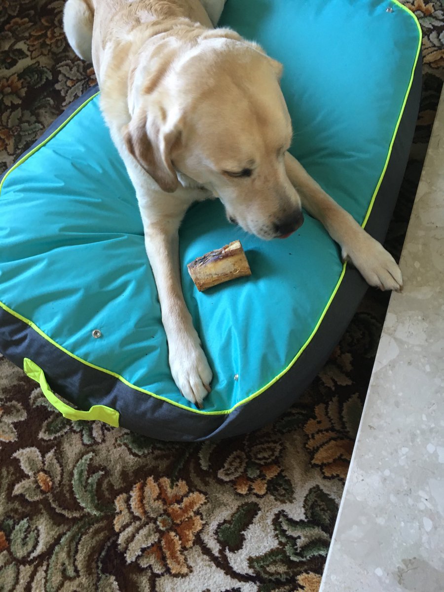 guidedogs/Bloggers for Guide Dogs on Twitter
