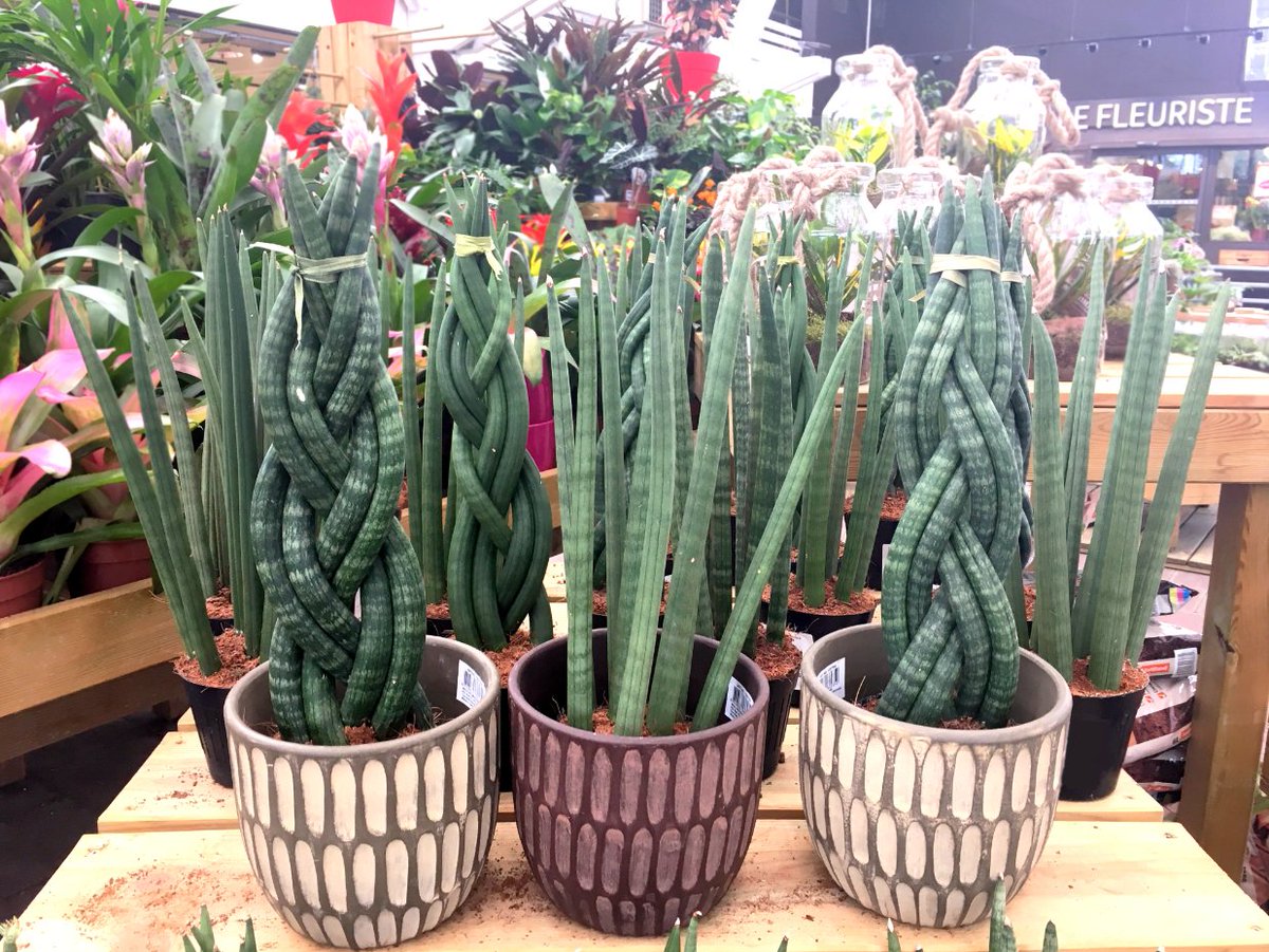 Succulente Jardiland