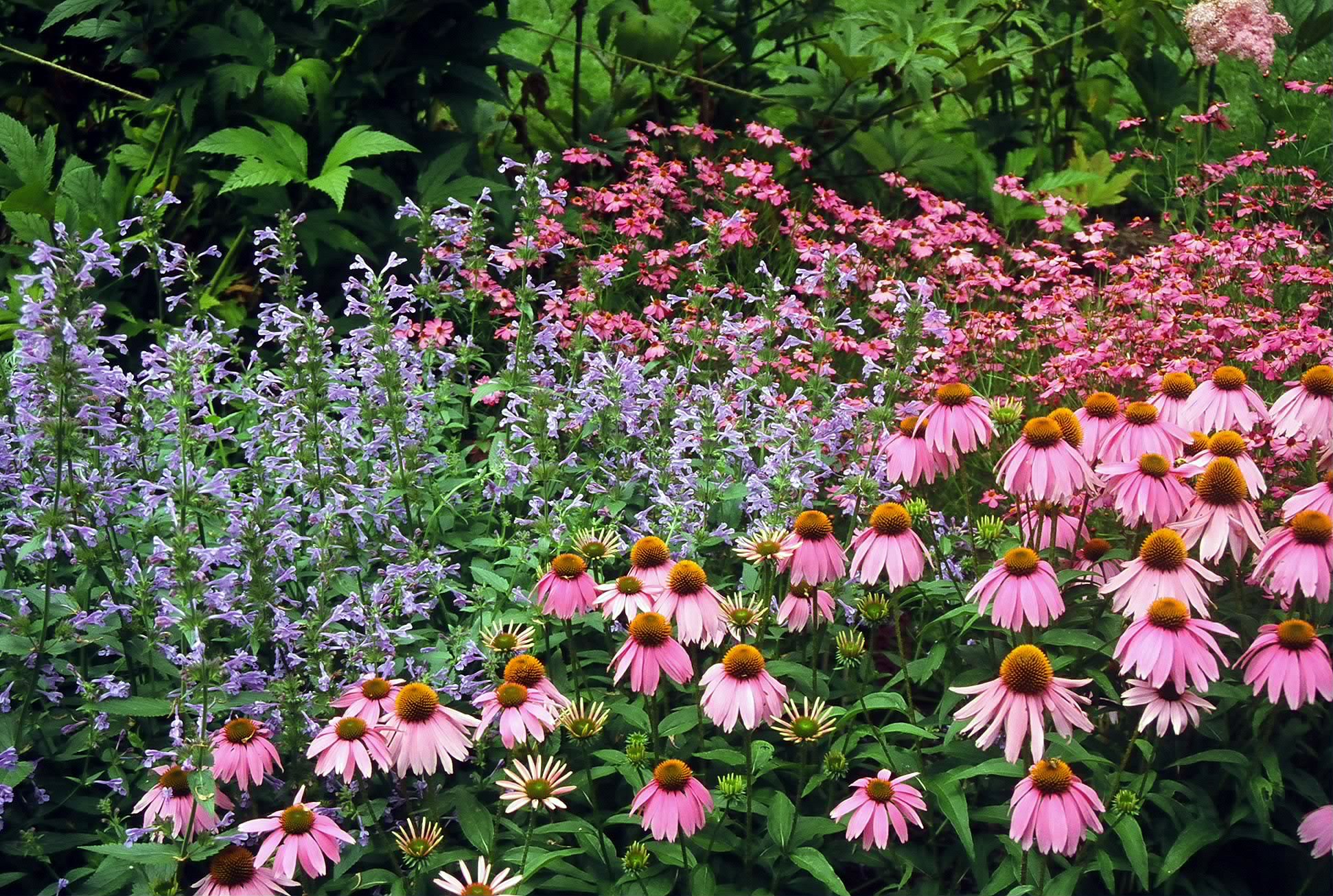 Echinacea Purpurea Companion Plants That Will Make Your Garden Pop oge83