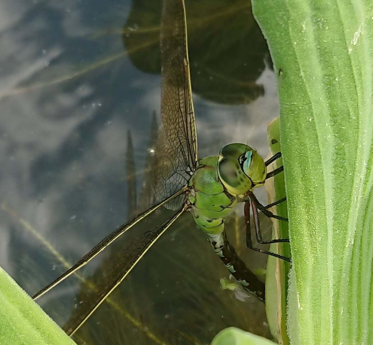 40+ Best Collections Dragonfly Eggs In Water Barnes Family