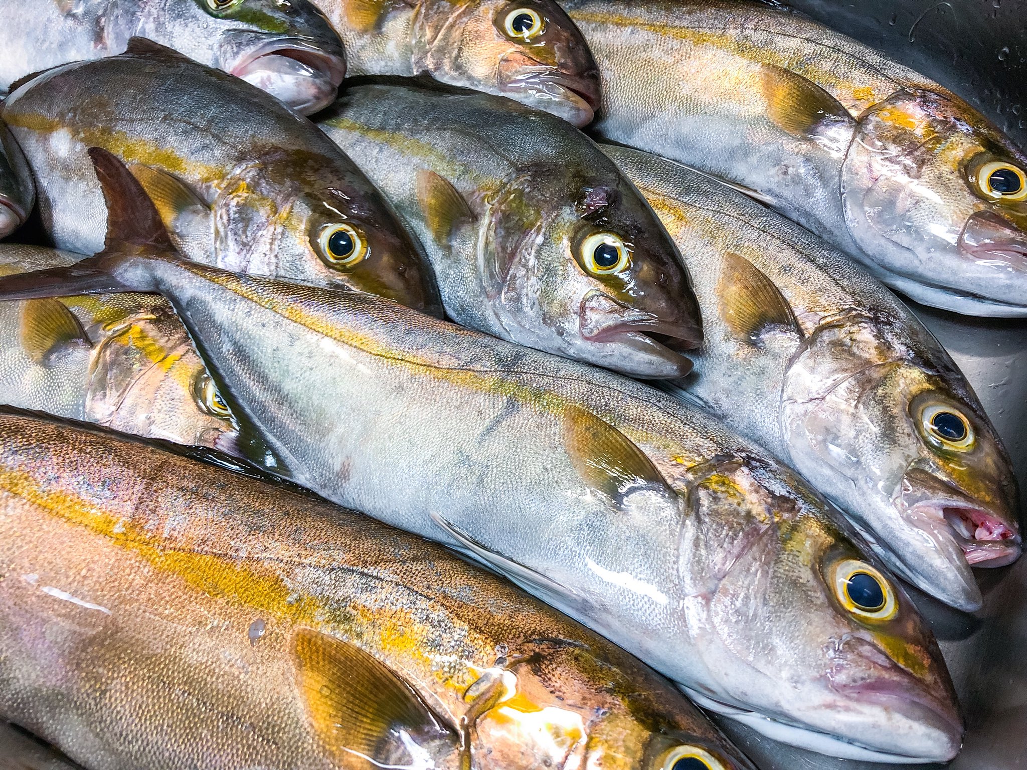 鹿島釣り日記 on Twitter "今朝の釣果🎣 やはりいました🐟 今年も帰って来ました、カンパチ ️🐟 ブリ御
