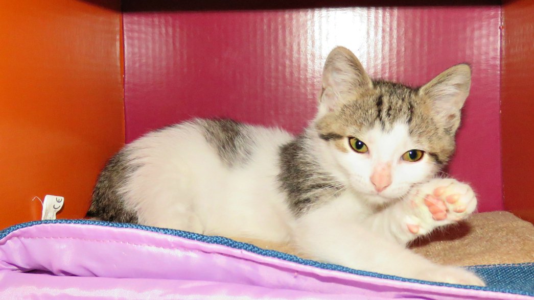 Cat Adoption Burlington Ontario