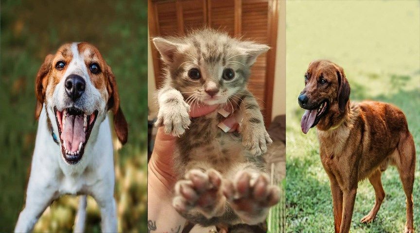 Richmond County Animal Shelter petfinder