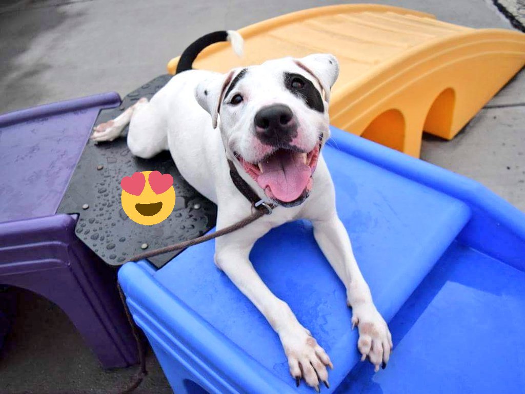 Ann on Twitter "PIRATA & CHIVA ARE SAFE RESCUED! TKS 2 BLUE RIDGE BULL