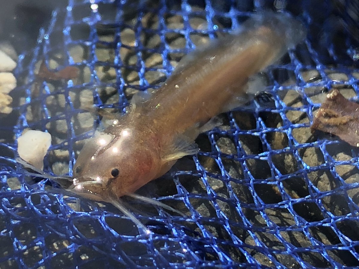 無料ダウンロード あかざ 魚 211259アカザ 魚 エサ ngocansongojp