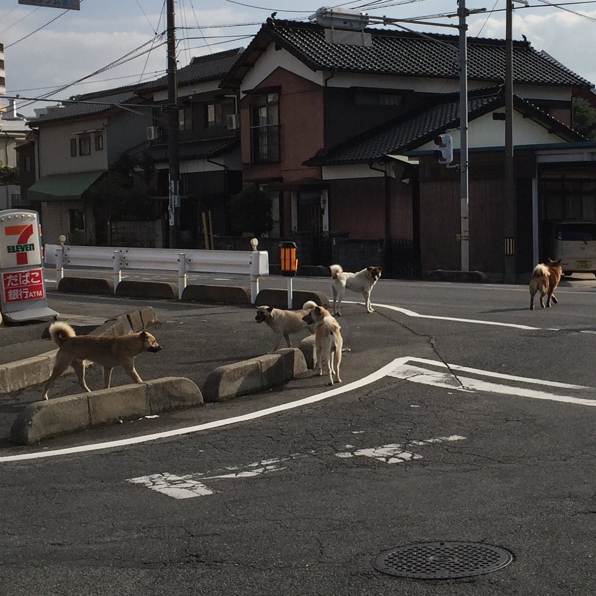 周南市野犬問題現地の声 Togetter