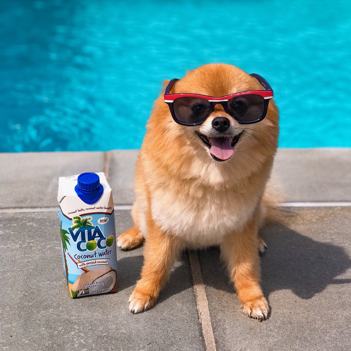 Is Coconut Water Good For Dogs