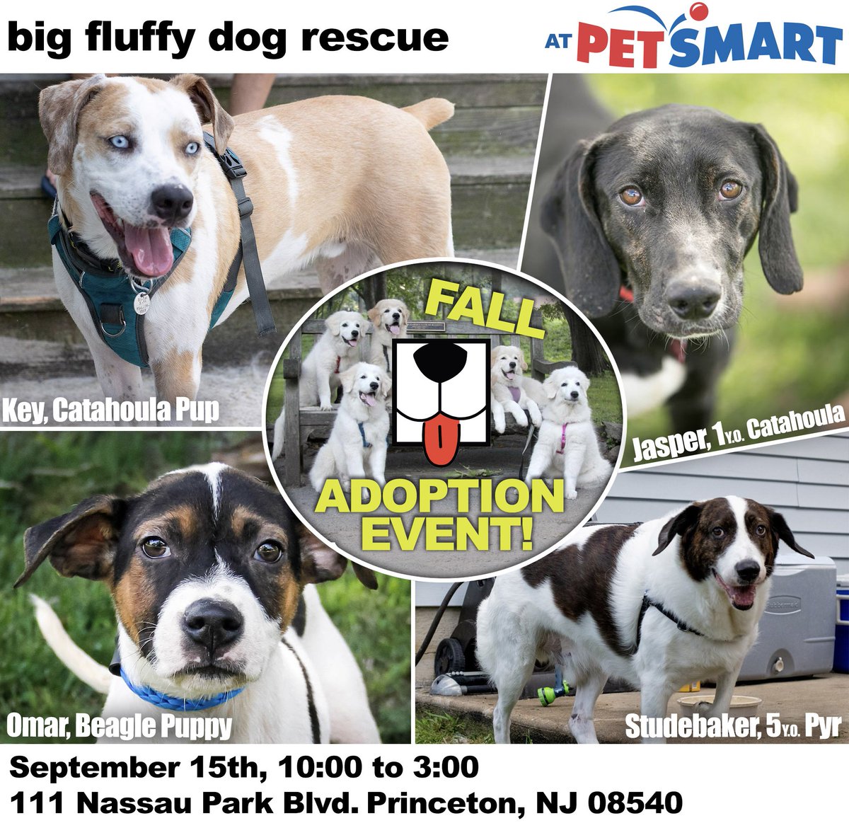 Big Fluffy Dog Rescue Nashville petfinder