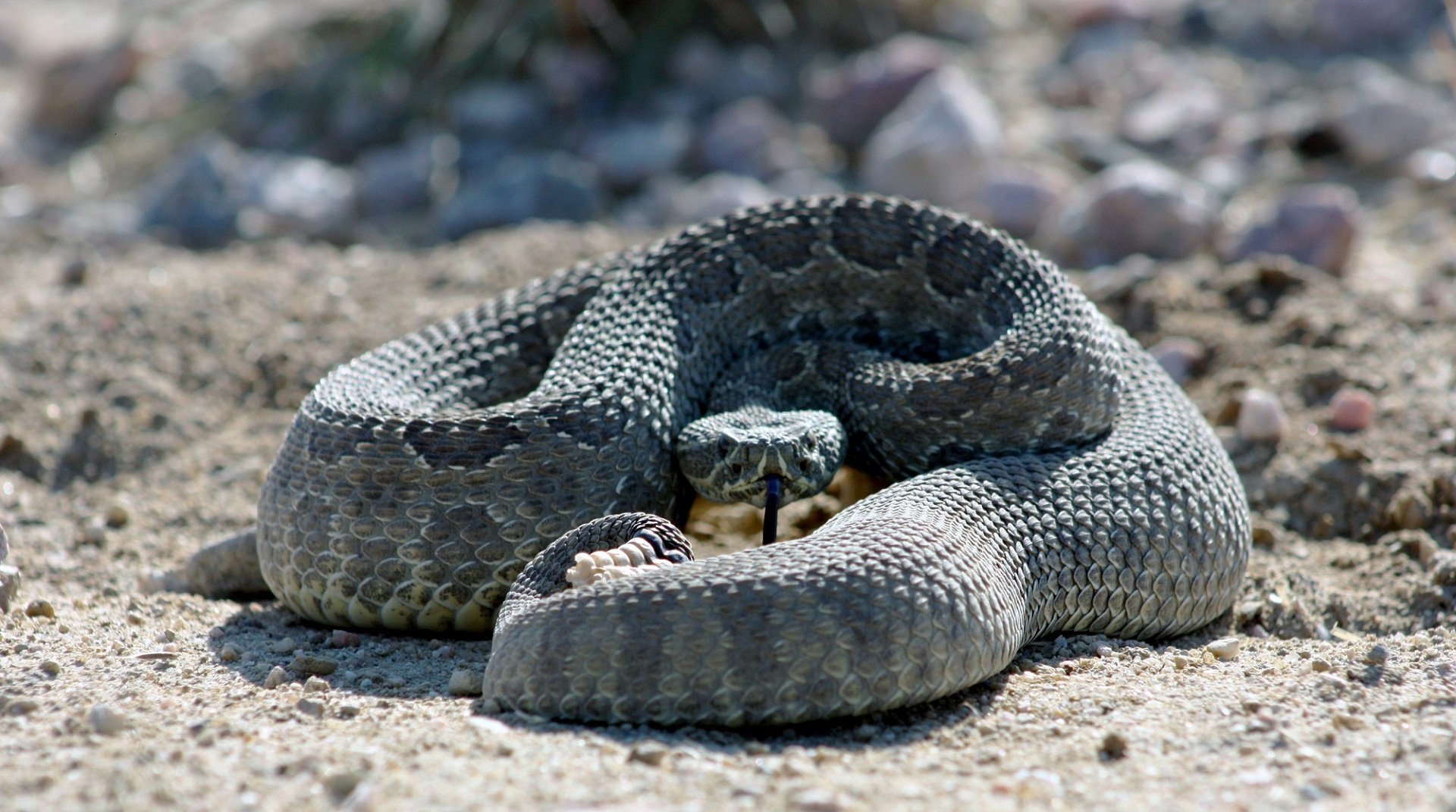 UA MedicinePhoenix on Twitter "September is rattlesnake