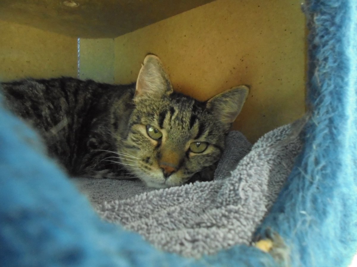 Katze Verkriecht Sich Tierische Tapete