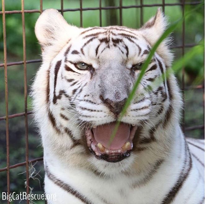 Big Cat Rescue on Twitter "Zabu, the white tiger, being