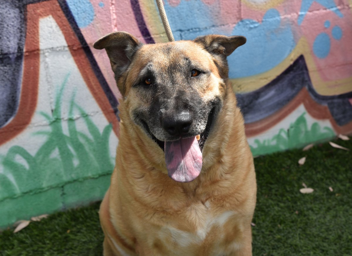 Baldwin Park Animal Shelter Dogs petfinder